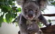 Kuranda Day Tour, TKS-RFS GRAND 0830 - thumb 1