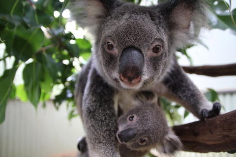 Kuranda Day Tour, TKS-RFS GRAND 0830 - Accommodation BNB 1