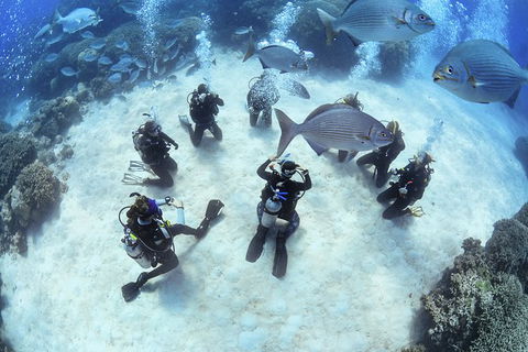 Learn To Scuba Dive: 4 Day Great Barrier Reef PADI Open Water Course Day Trips - Accommodation BNB 1