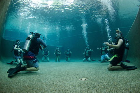 Learn To Scuba Dive: 4 Day Great Barrier Reef PADI Open Water Course Day Trips - Accommodation BNB 0