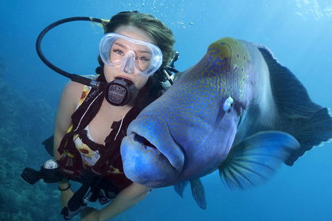 Learn To Scuba Dive: 4 Day Great Barrier Reef PADI Open Water Course Day Trips - Accommodation BNB 10