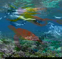 3 Day Cape Tribulation and Great Barrier Reef Package - Accommodation BNB