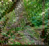Private Daintree Mossman Gorge Exclusive Nature and Wildlife Focus - Accommodation BNB