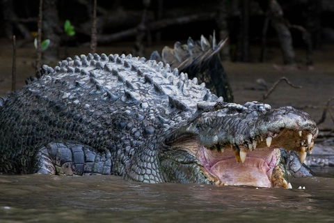 Private Daintree Mossman Gorge Exclusive Nature And Wildlife Focus - Accommodation BNB 1