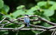 Private Daintree Mossman Gorge Exclusive Nature And Wildlife Focus - thumb 7