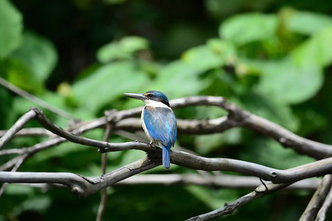 Private Daintree Mossman Gorge Exclusive Nature And Wildlife Focus - Accommodation BNB 7