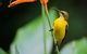 Private Daintree Mossman Gorge Exclusive Nature And Wildlife Focus - thumb 8