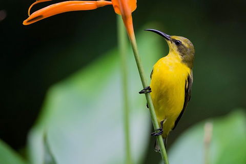 Private Daintree Mossman Gorge Exclusive Nature And Wildlife Focus - Accommodation BNB 8