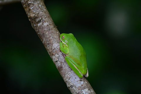Private Daintree Mossman Gorge Exclusive Nature And Wildlife Focus - Accommodation BNB 6