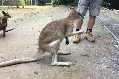 Daintree Luxury Limousine Tour - Full Day - Accommodation BNB 10