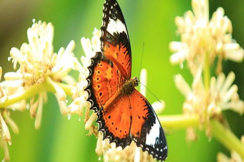 Kuranda Day Tour + HotAir Balloon Combo - Accommodation BNB 7
