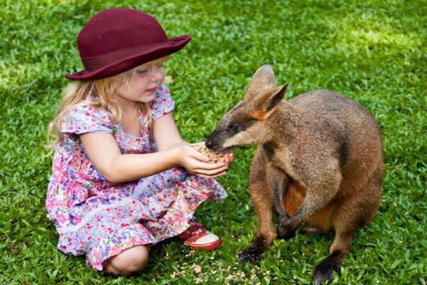 Kuranda Day Tour + HotAir Balloon Combo - Accommodation BNB 14