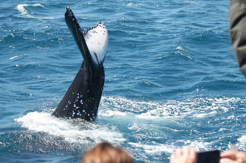 Half-Day Whale Watching In Urangan - Accommodation BNB 2