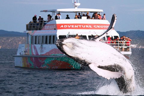 Half-Day Whale Watching In Urangan - Accommodation BNB 0