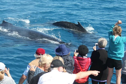 Half-Day Whale Watching In Urangan - Accommodation BNB 4