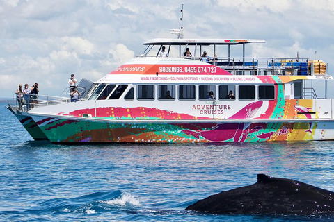 Half-Day Whale Watching In Urangan - Accommodation BNB 1
