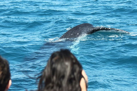 Half-Day Whale Watching In Urangan - Accommodation BNB 7