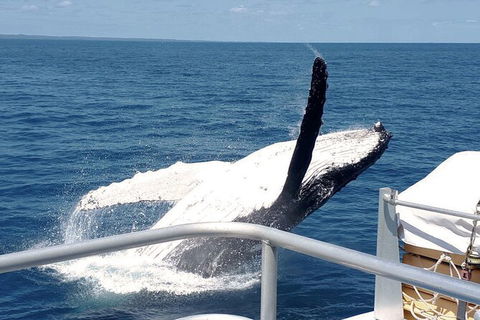 Half-Day Whale Watching In Urangan - Accommodation BNB 3