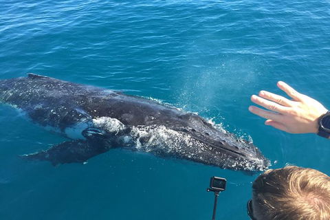 Half-Day Whale Watching In Urangan - Accommodation BNB 6