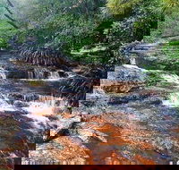 Springbrook Full Day Tour - Accommodation BNB