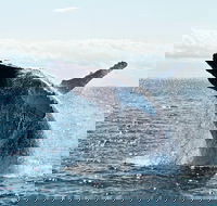 PRIVATE Whale Watching Tour - up to 11 people in your group - Accommodation BNB