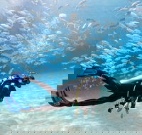 Exciting Gold Coast Diving Excursions - Accommodation BNB