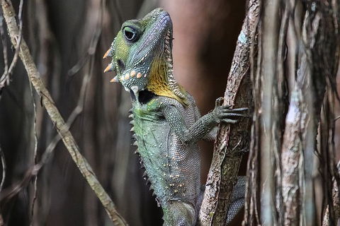 Mossman Gorge Adventure Day - Accommodation BNB 3