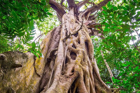 Mossman Gorge Adventure Day - Accommodation BNB 5