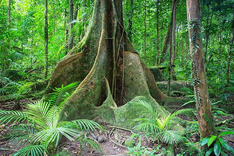 Mossman Gorge Adventure Day - Accommodation BNB 1