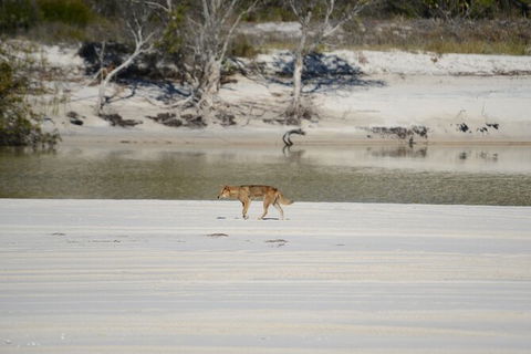 Sandy Straits Scenic & Wildlife Cruise - Accommodation BNB 10