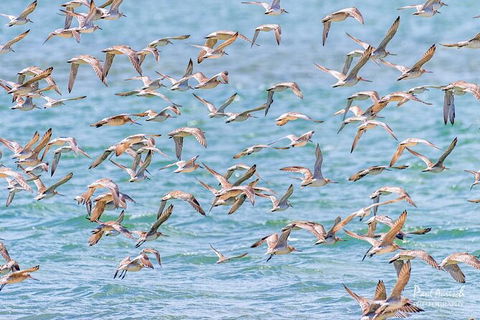 Sandy Straits Scenic & Wildlife Cruise - Accommodation BNB 4