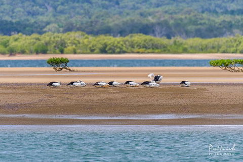 Sandy Straits Scenic & Wildlife Cruise - Accommodation BNB 3