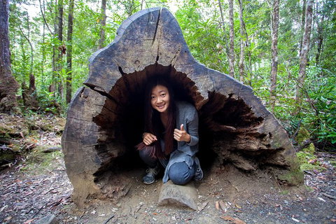 Tahune Airwalk Active Day Trip From Hobart Including Hastings Caves - Accommodation BNB 5