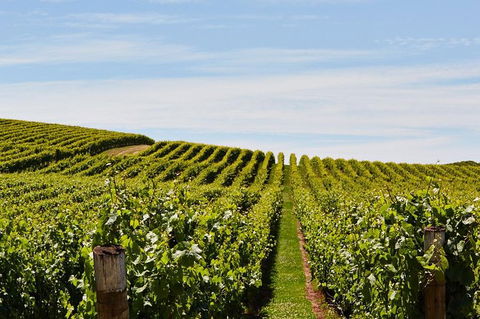 Launceston Wine & Sightseeing Tours - Accommodation BNB 3