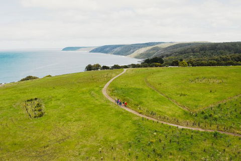 Walk With Wildlife: Guided Tour In Great Ocean Road - Accommodation BNB 3