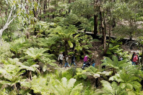 Walk With Wildlife: Guided Tour In Great Ocean Road - Accommodation BNB 6