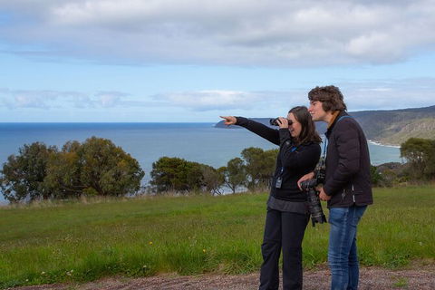 Walk With Wildlife: Guided Tour In Great Ocean Road - Accommodation BNB 5