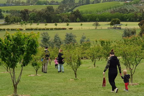 Day Tour Of Yarra Valley Puffing Billy And Rayners Orchard - Accommodation BNB 36