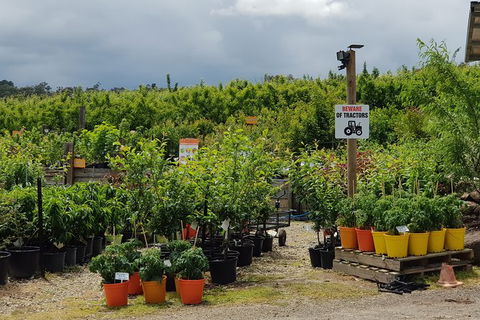Day Tour Of Yarra Valley Puffing Billy And Rayners Orchard - Accommodation BNB 46