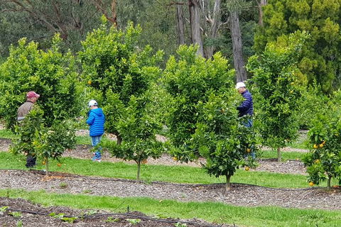 Day Tour Of Yarra Valley Puffing Billy And Rayners Orchard - Accommodation BNB 1