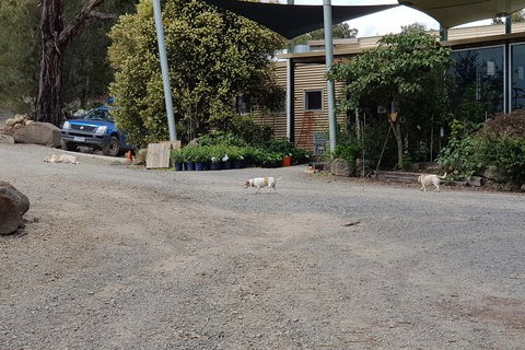 Day Tour Of Yarra Valley Puffing Billy And Rayners Orchard - Accommodation BNB 26