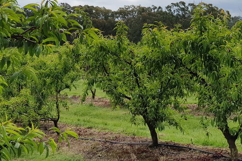 Day Tour Of Yarra Valley Puffing Billy And Rayners Orchard - Accommodation BNB 49