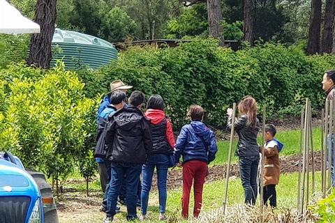Day Tour Of Yarra Valley Puffing Billy And Rayners Orchard - Accommodation BNB 16