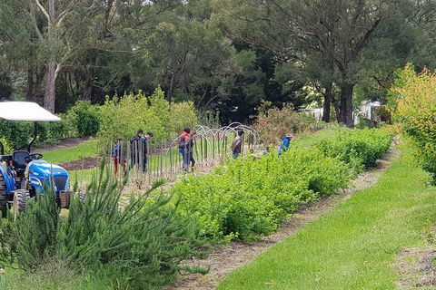 Day Tour Of Yarra Valley Puffing Billy And Rayners Orchard - Accommodation BNB 29