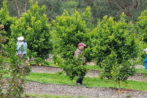 Day Tour Of Yarra Valley Puffing Billy And Rayners Orchard - Accommodation BNB 34