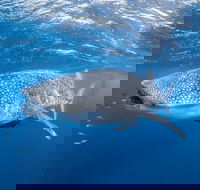 Whale Shark Adventure Tour - Accommodation BNB
