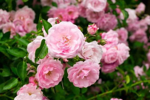Botanical Gardens, Winery And Scenic Full Day Tour - Accommodation BNB 0