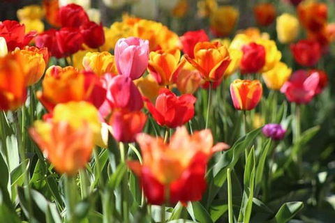 Botanical Gardens, Winery And Scenic Full Day Tour - Accommodation BNB 1