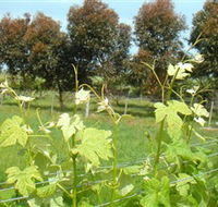 Barwon Ridge Wines - Accommodation BNB