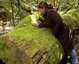 Washpool National Park - Washpool Walk - Accommodation BNB 0